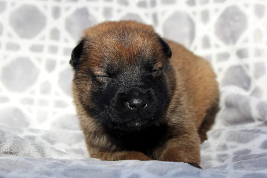 “B” Litter photo 59