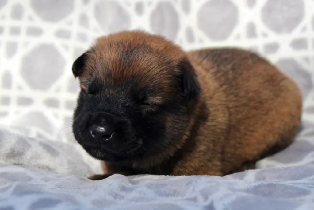 “B” Litter photo 61