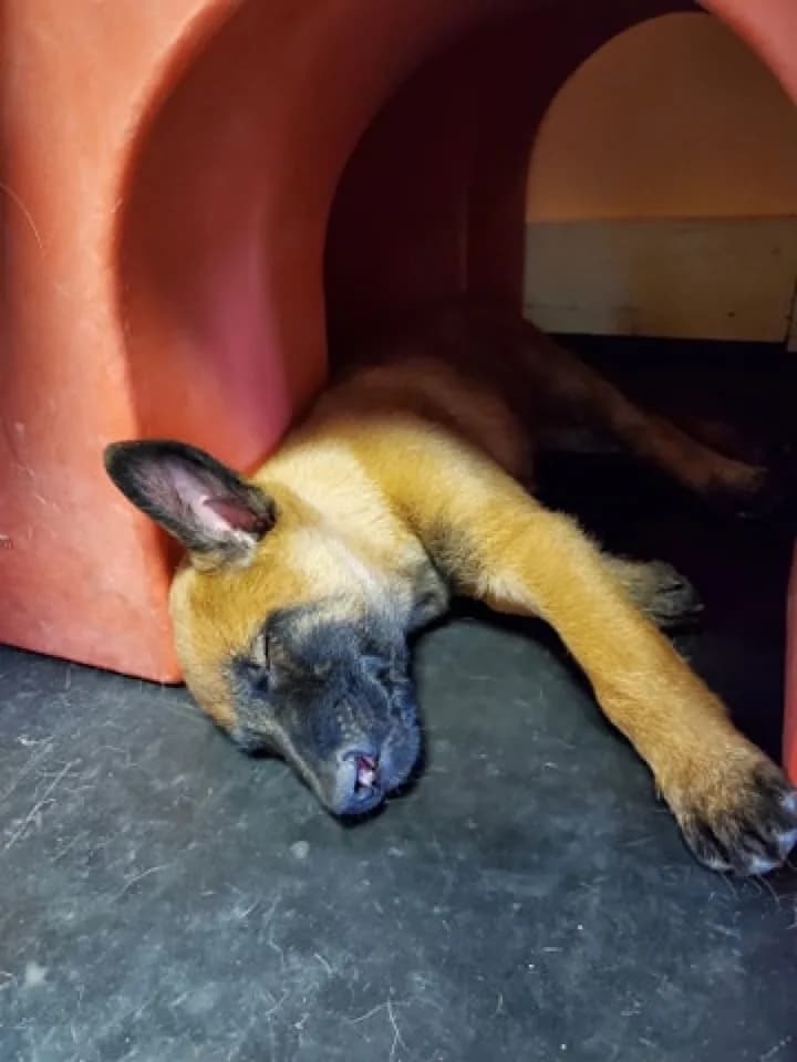“B” Litter photo 265