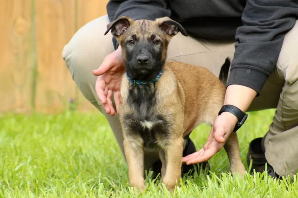 “B” Litter photo 245
