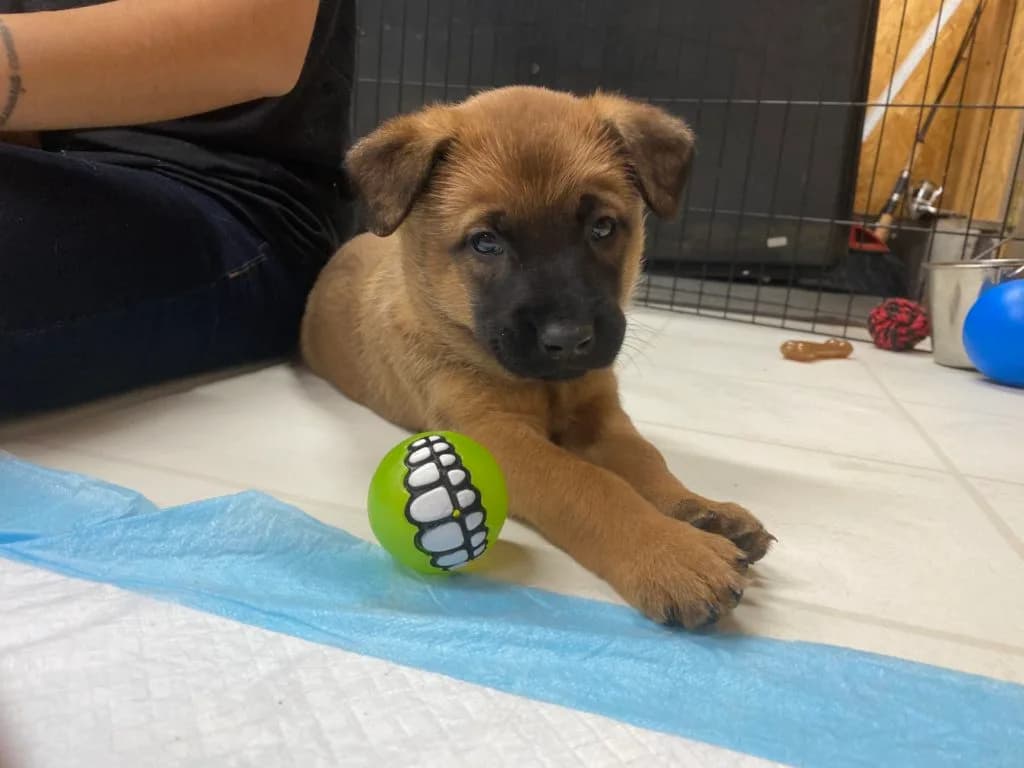 “B” Litter photo 111