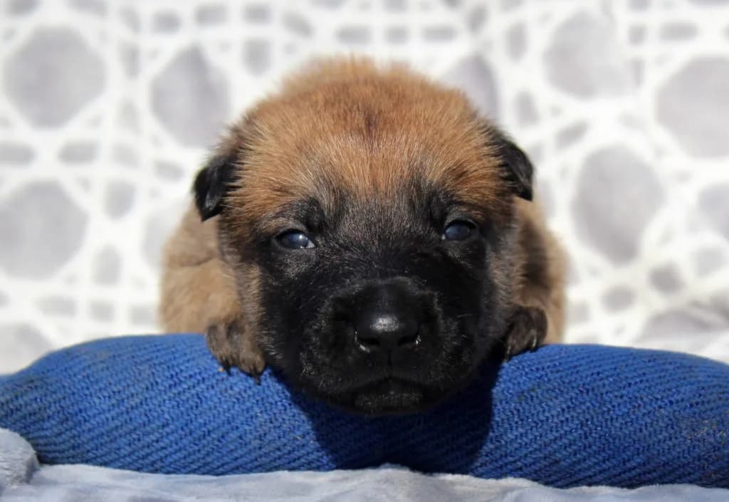 “B” Litter photo 67
