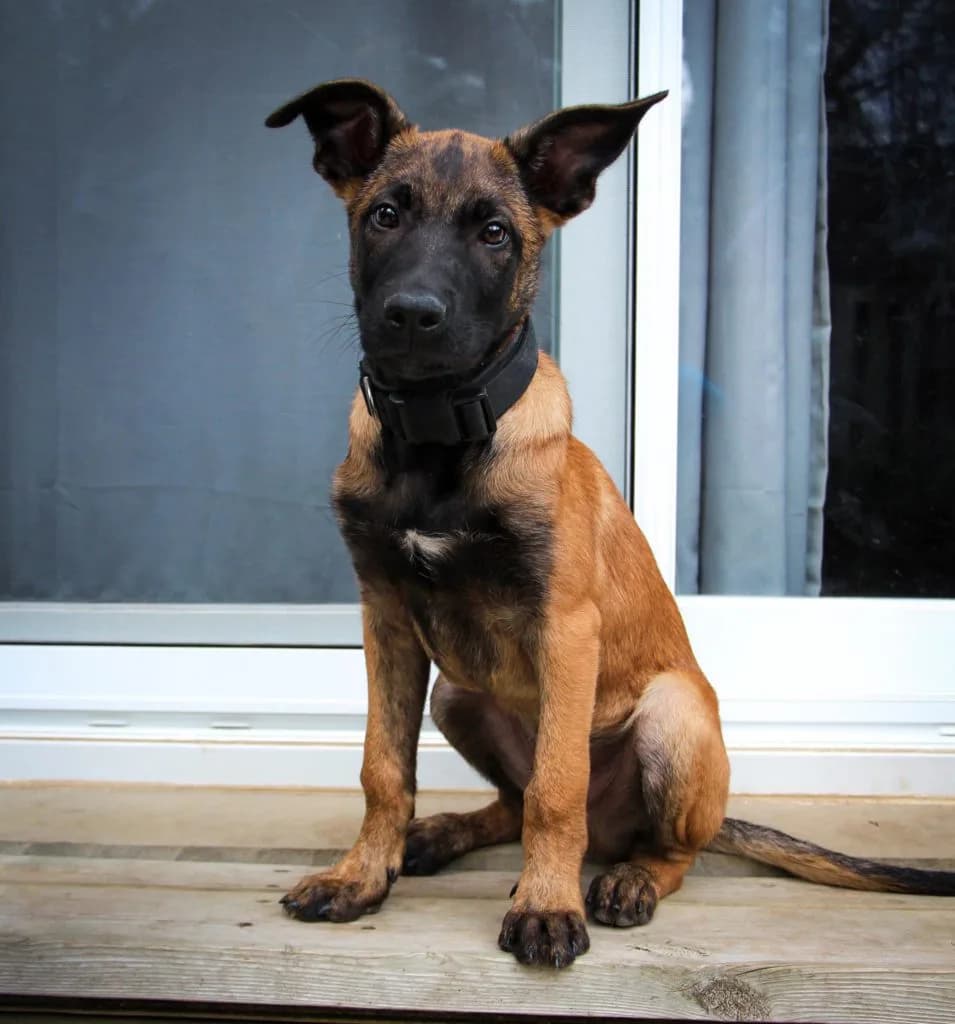 “B” Litter photo 393