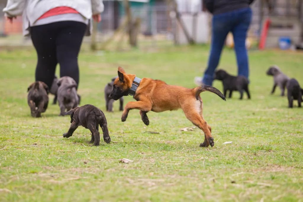 “B” Litter photo 324