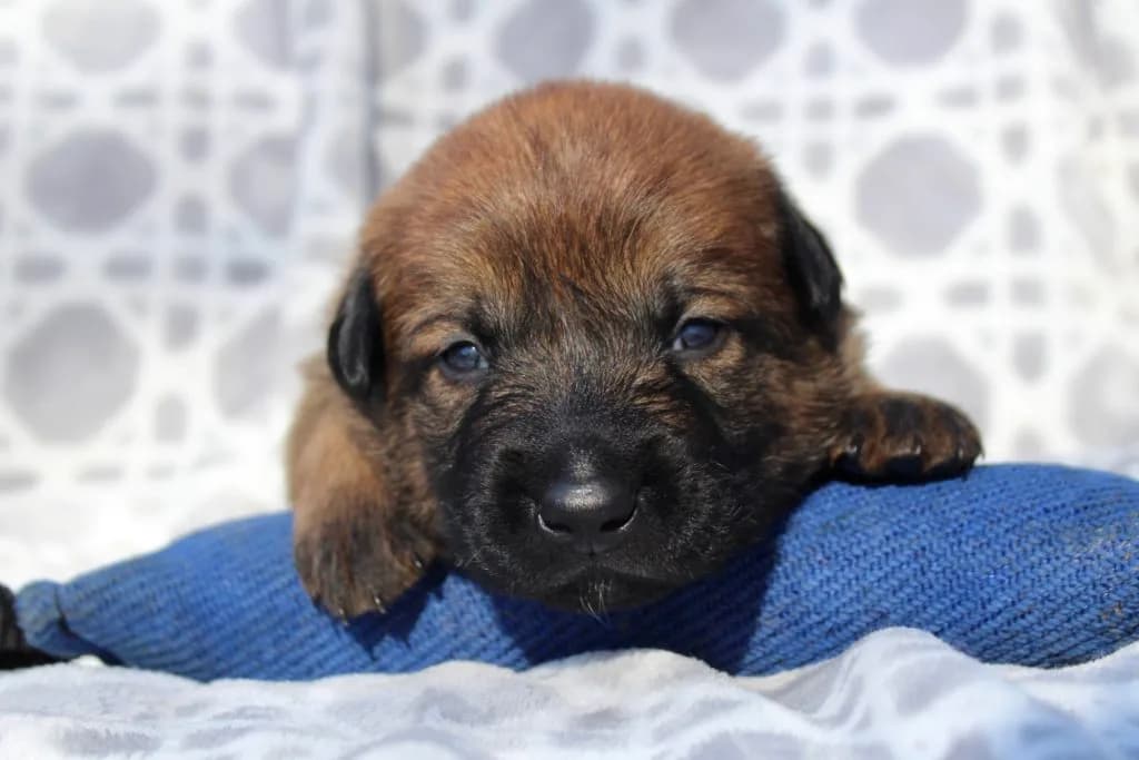 “B” Litter photo 56