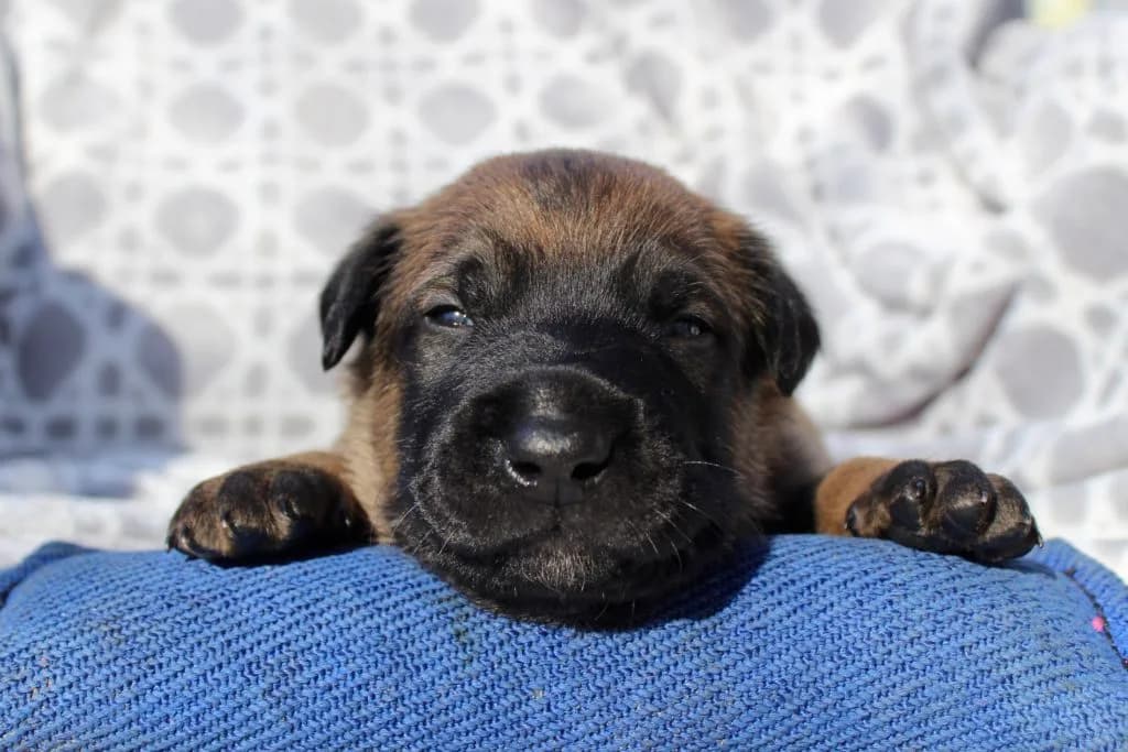 “B” Litter photo 29