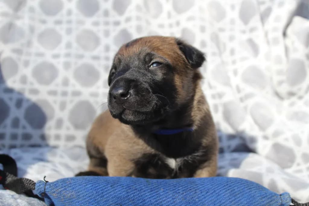 “B” Litter photo 45
