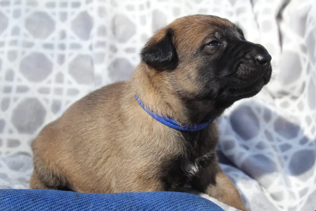 “B” Litter photo 34