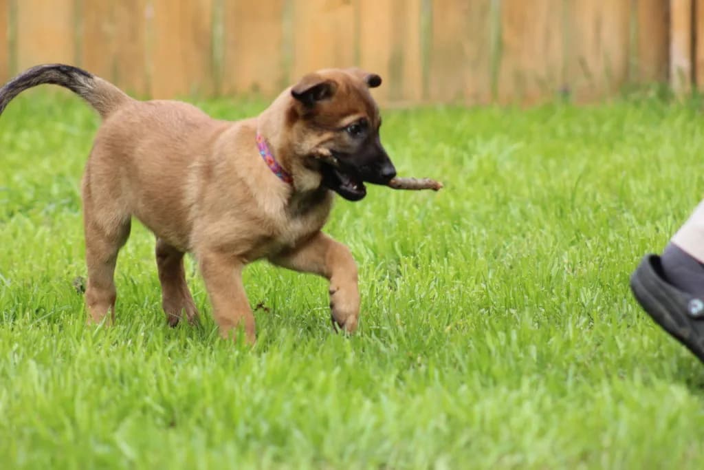 “B” Litter photo 221