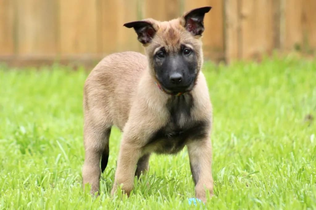 “B” Litter photo 213