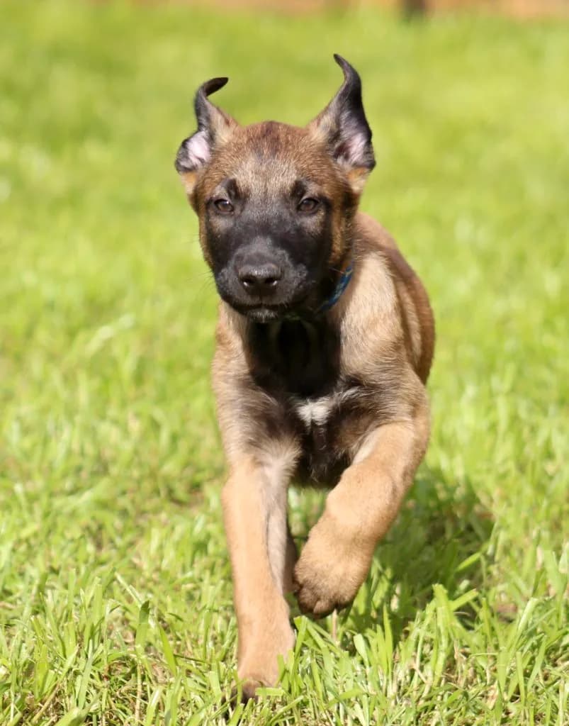 “B” Litter photo 242