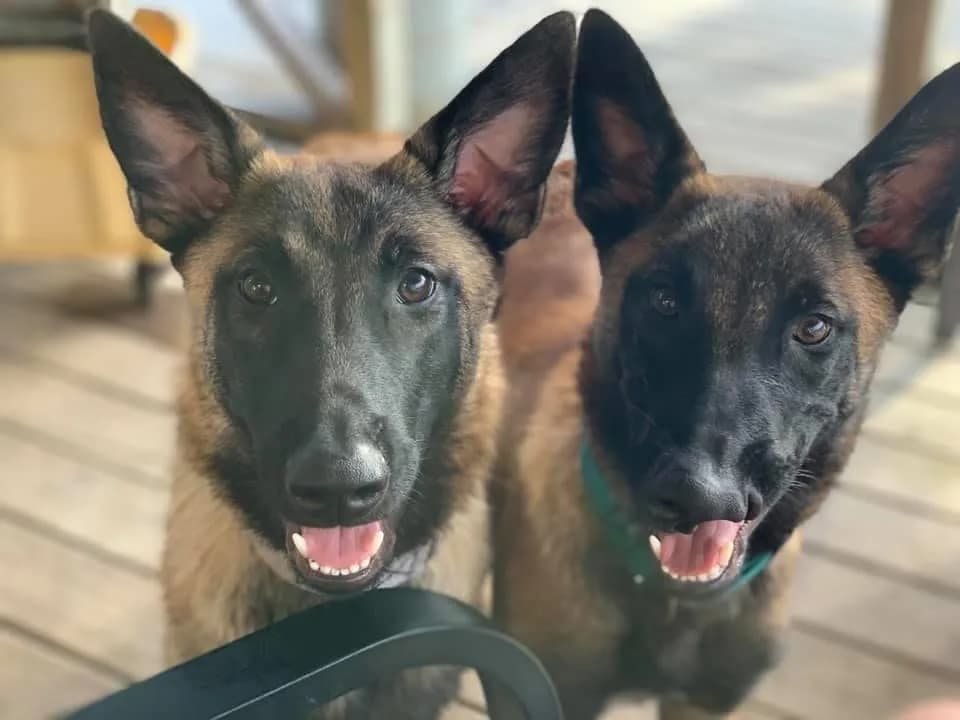 “B” Litter photo 416