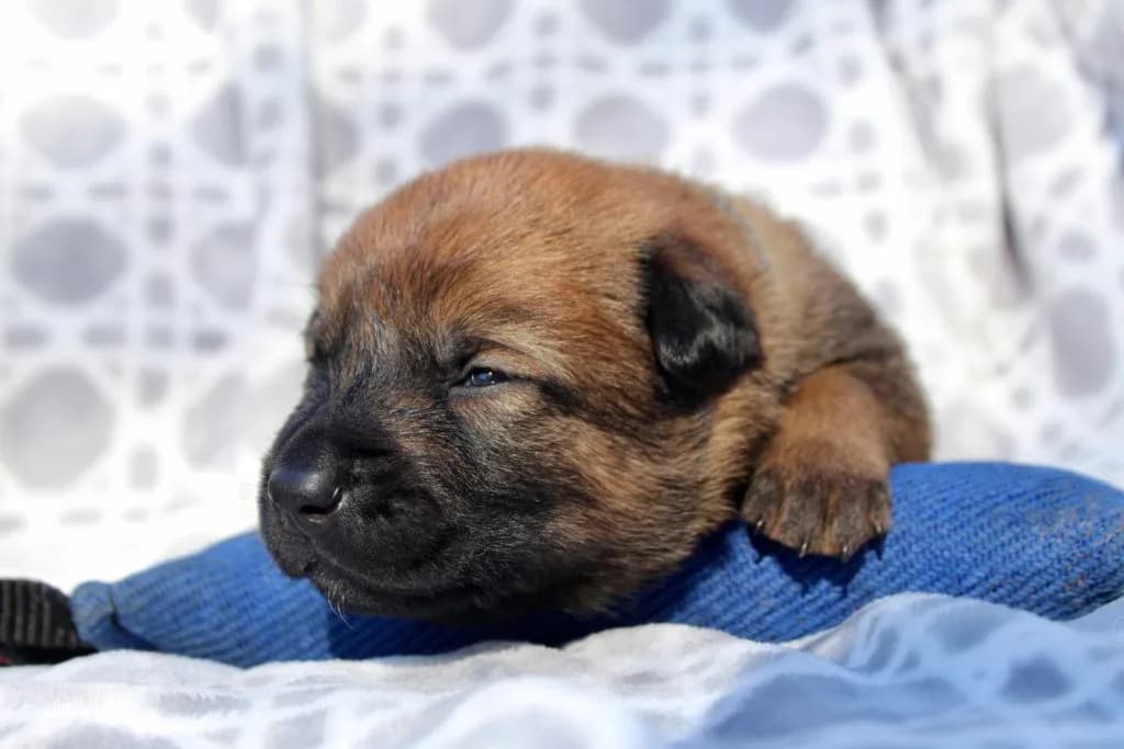 “B” Litter photo 47