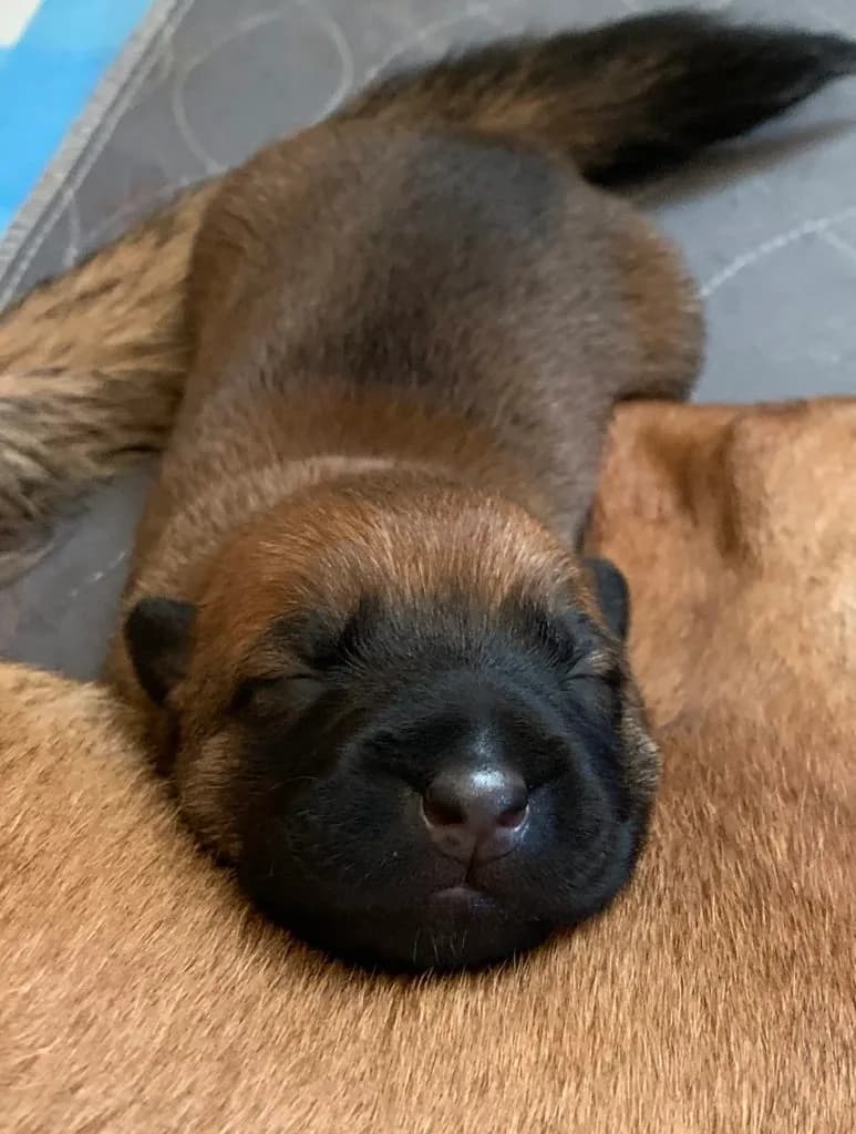 “B” Litter photo 14