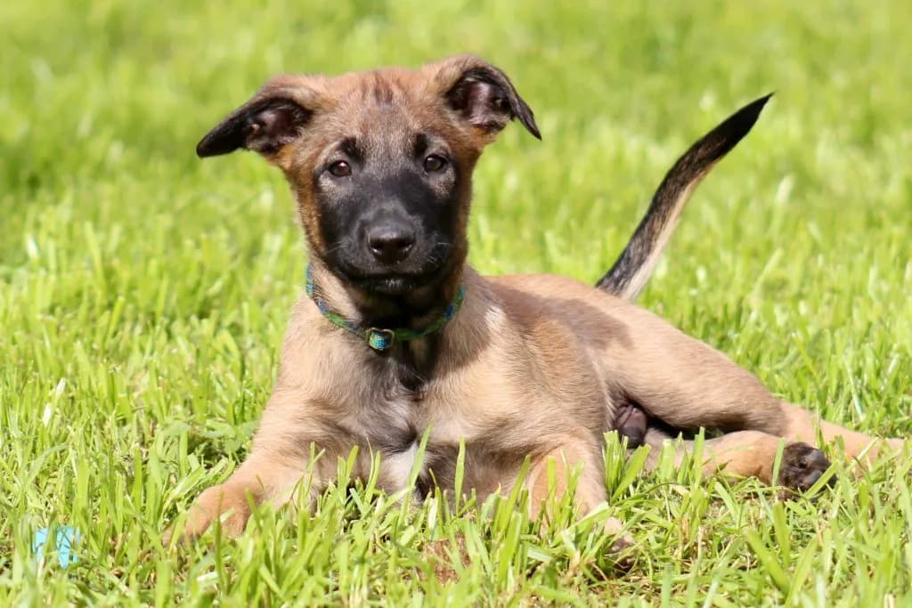 “B” Litter photo 239