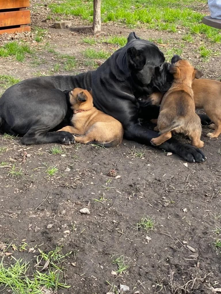 “B” Litter photo 138