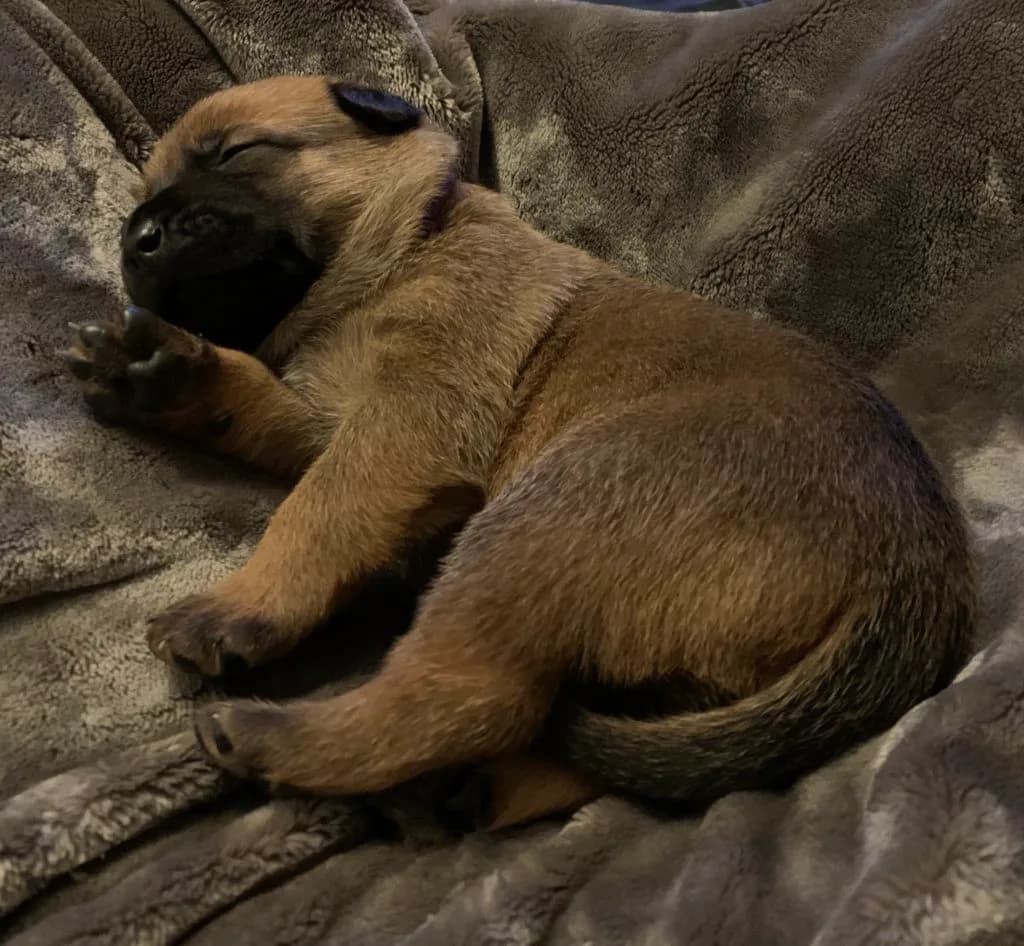 “B” Litter photo 25