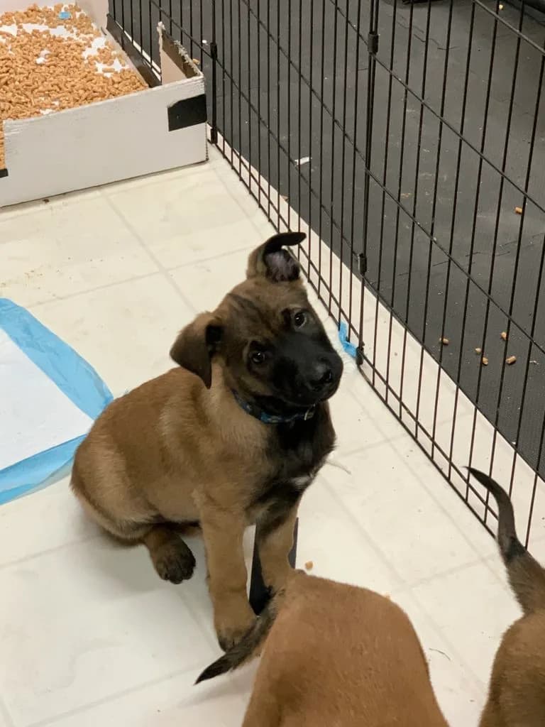“B” Litter photo 174