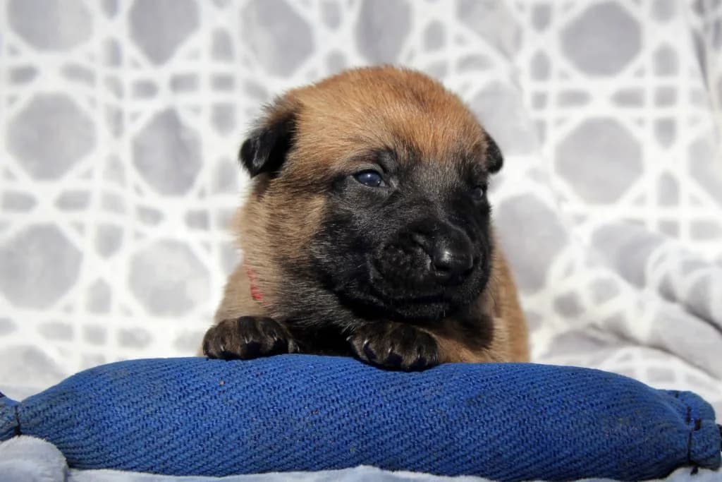 “B” Litter photo 62