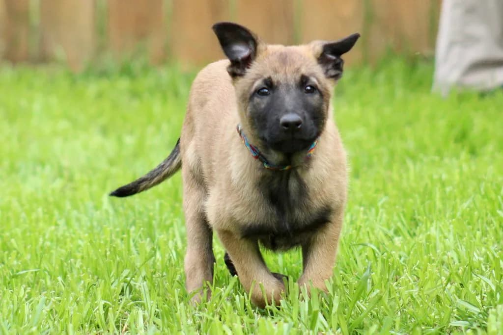 “B” Litter photo 205