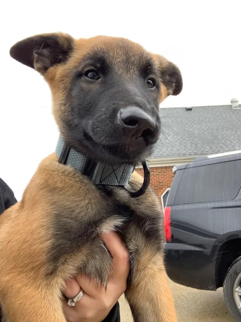 “B” Litter photo 294