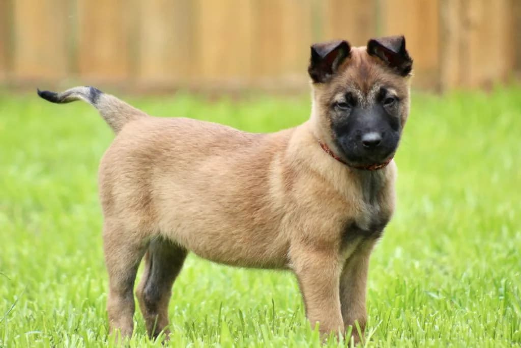 “B” Litter photo 195