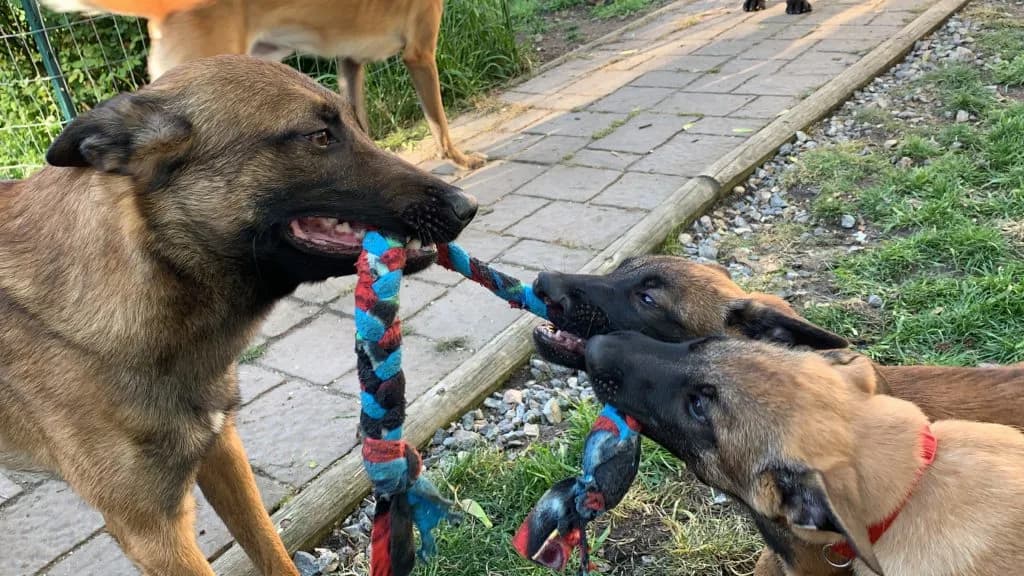 “B” Litter photo 360