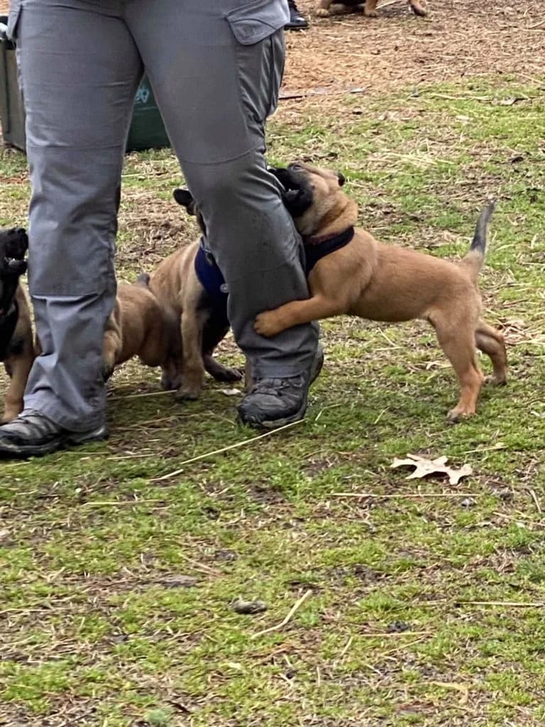 “B” Litter photo 165