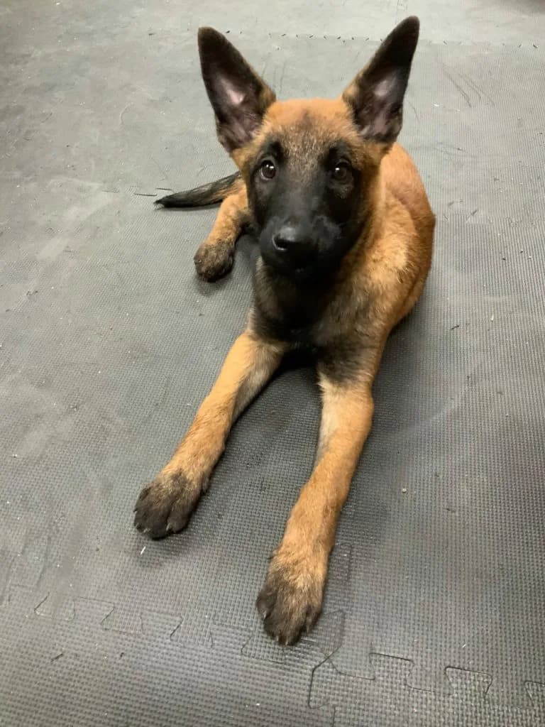 “B” Litter photo 316