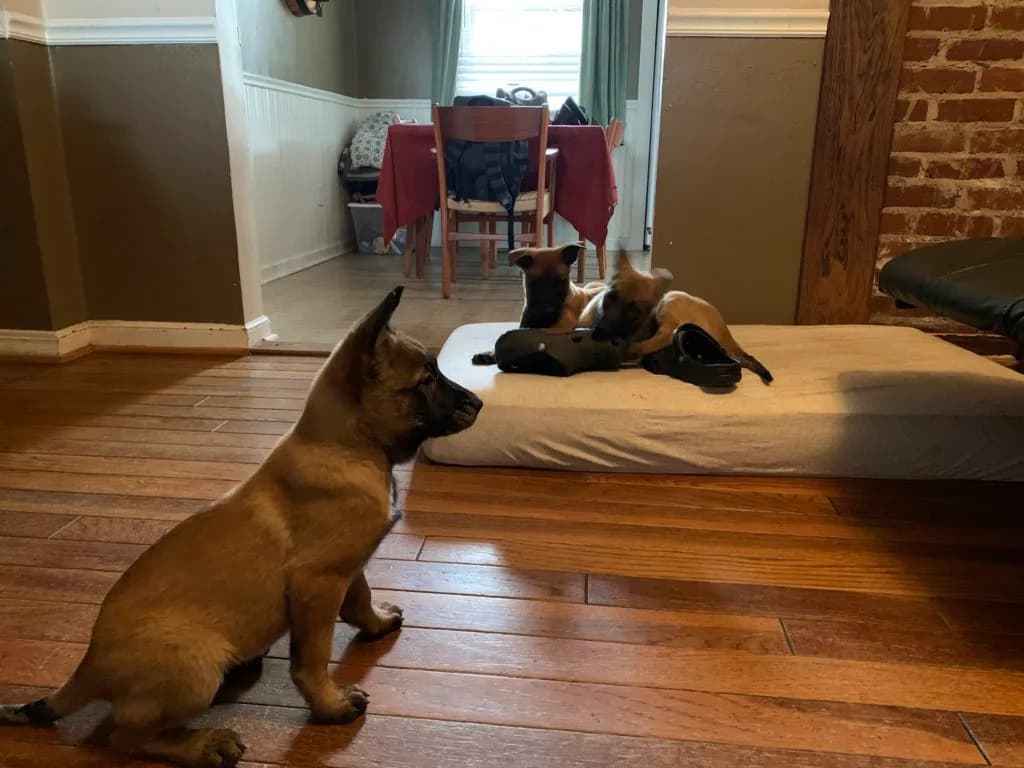 “B” Litter photo 283