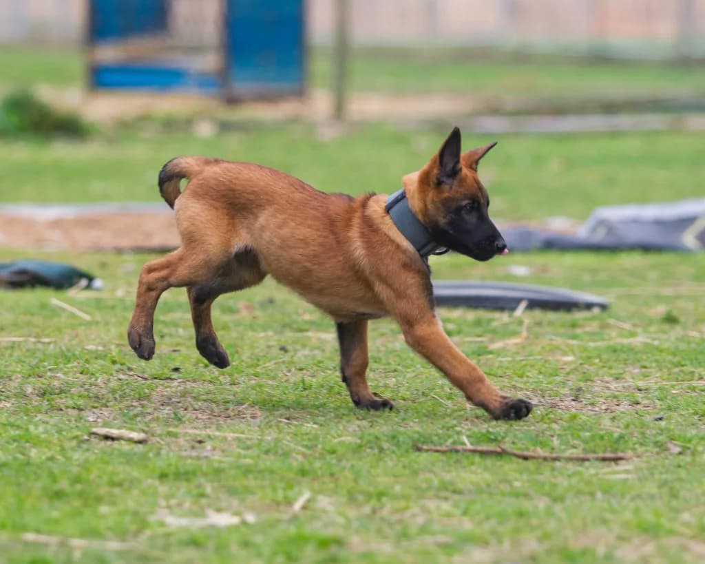 “B” Litter photo 322