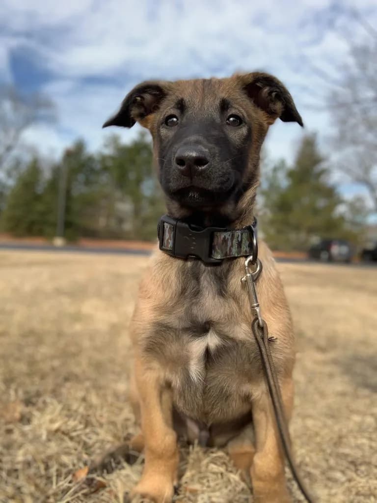 “B” Litter photo 271