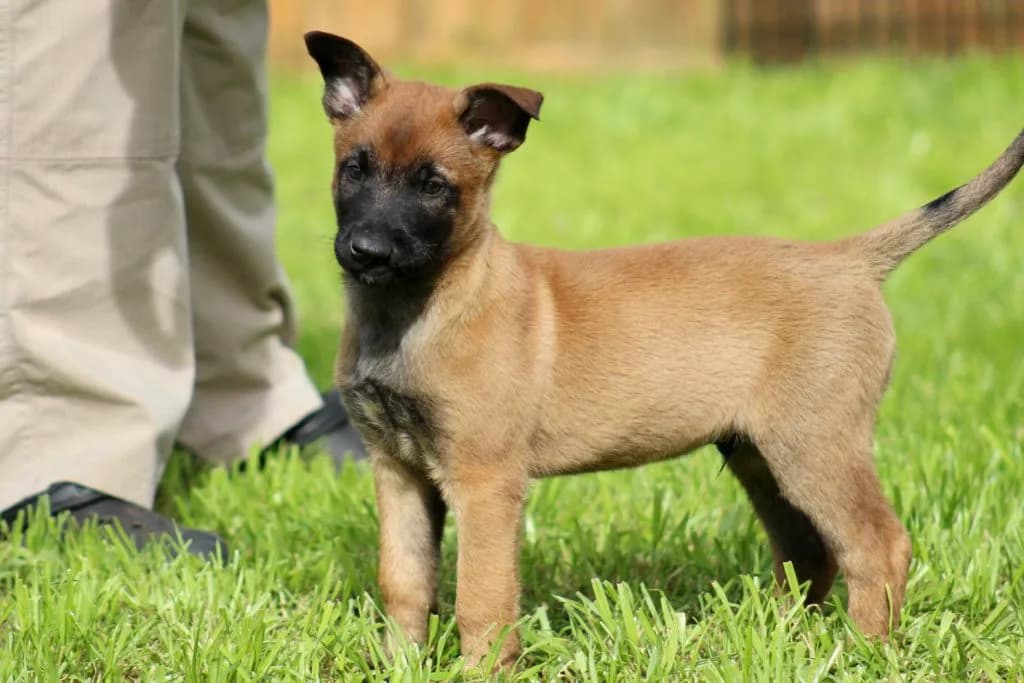 “B” Litter photo 235