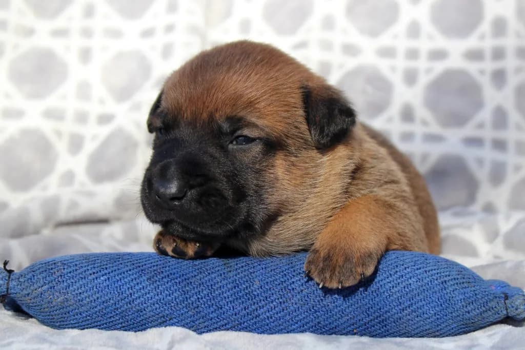 “B” Litter photo 53