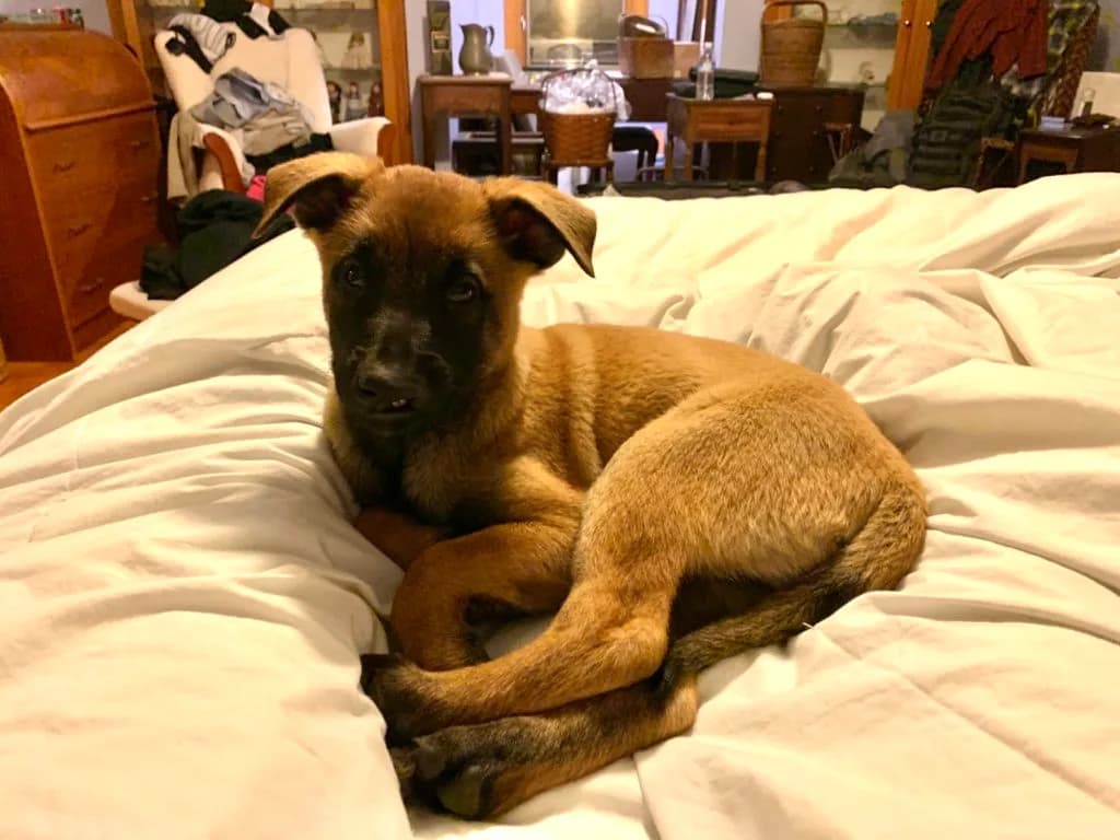 “B” Litter photo 277