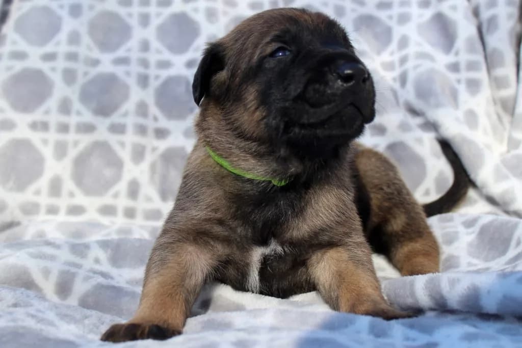 “B” Litter photo 39