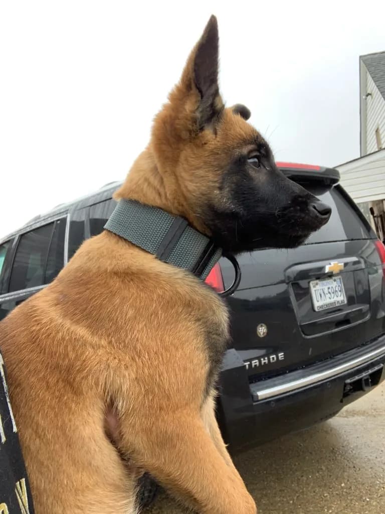 “B” Litter photo 293
