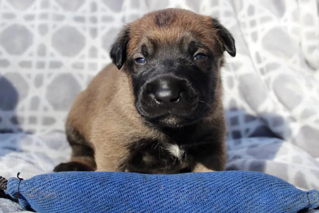 “B” Litter photo 35