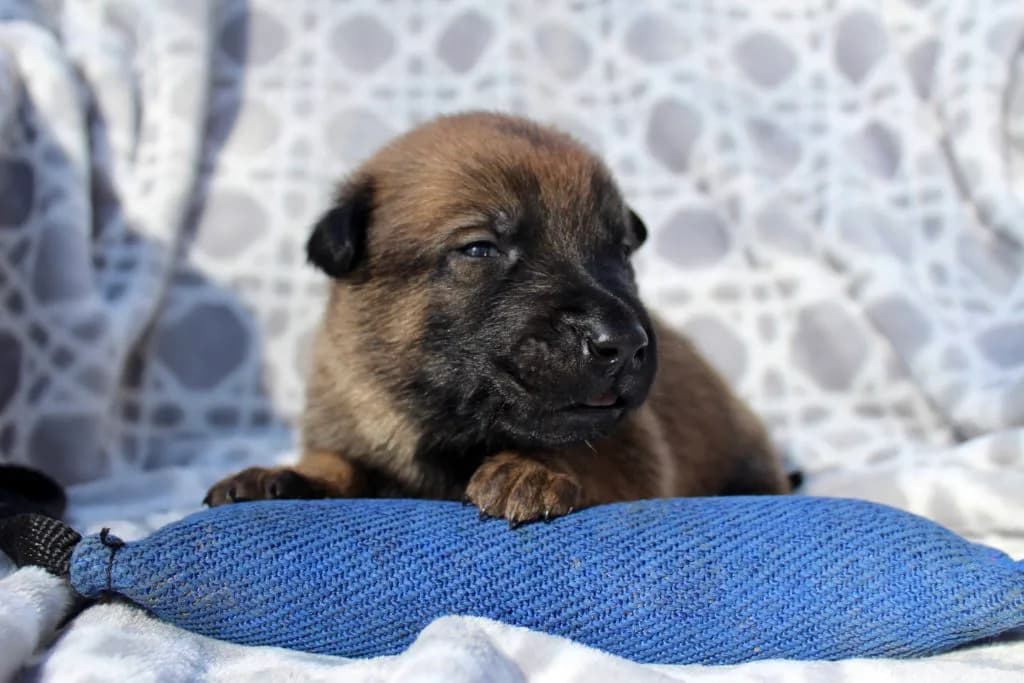 “B” Litter photo 41