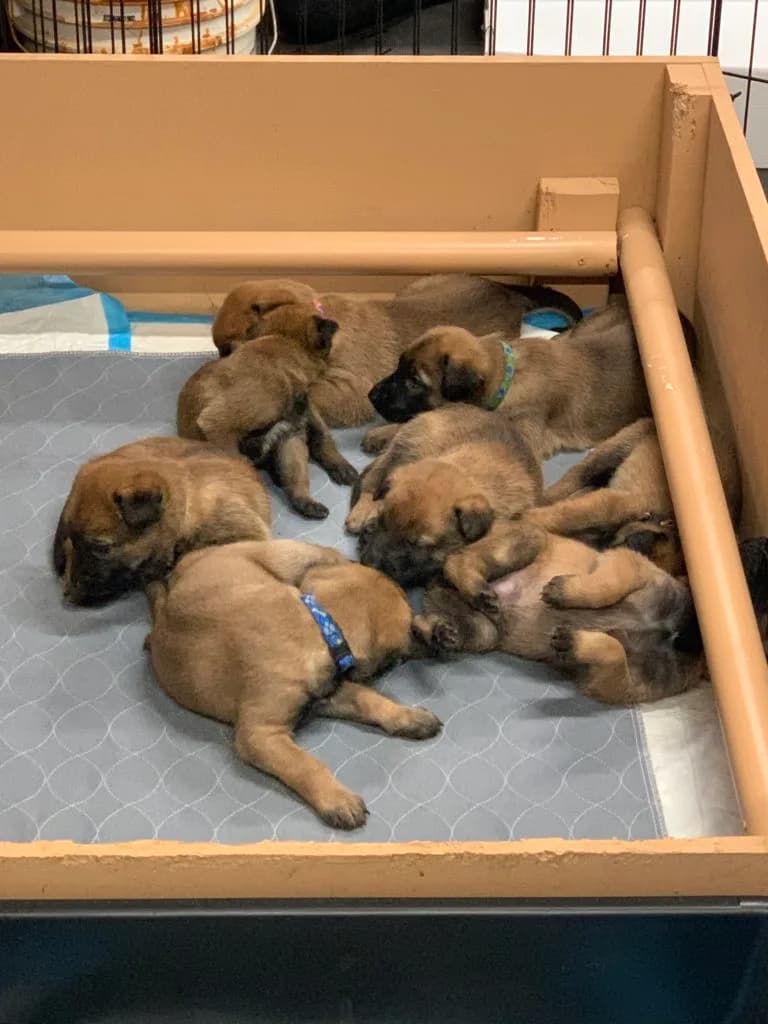 “B” Litter photo 84