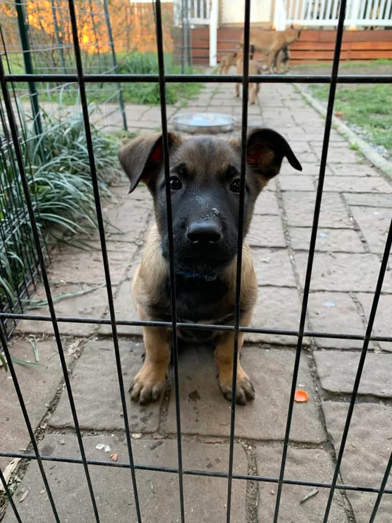 “B” Litter photo 176