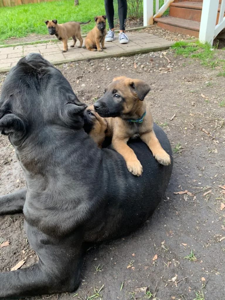 “B” Litter photo 140