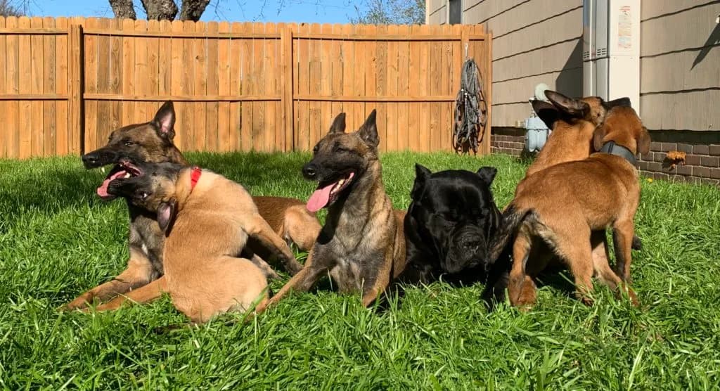 “B” Litter photo 358