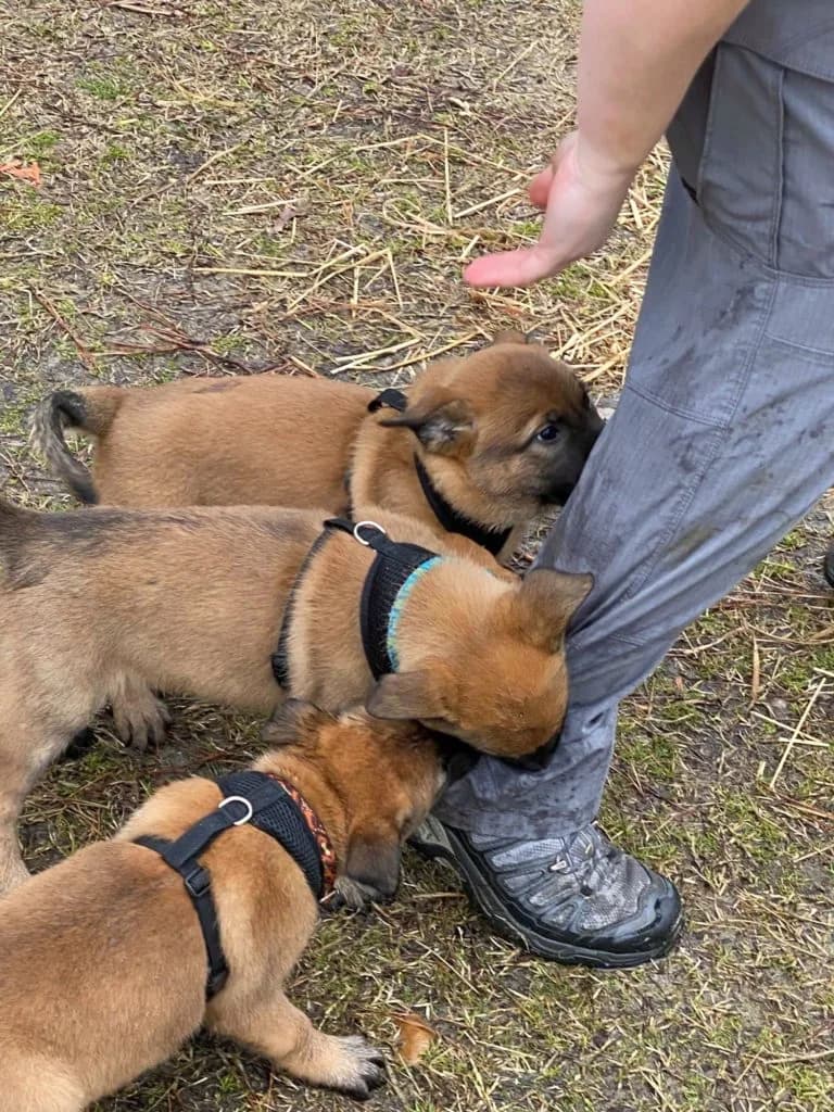 “B” Litter photo 158