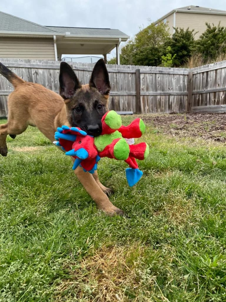 “B” Litter photo 385