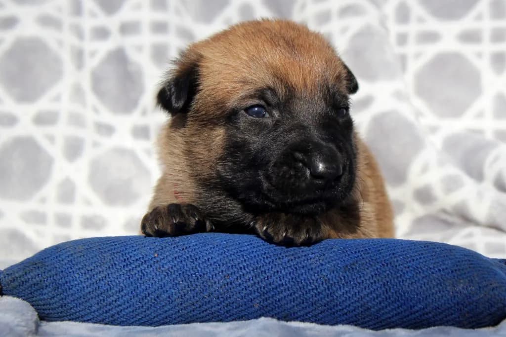 “B” Litter photo 69