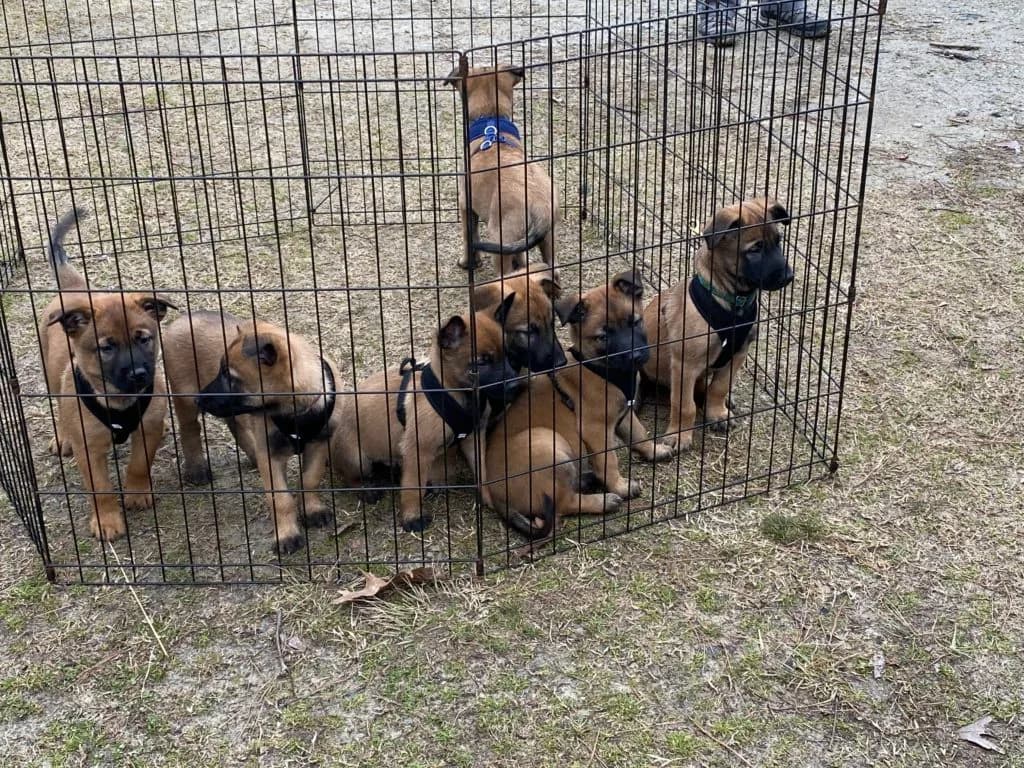 “B” Litter photo 148