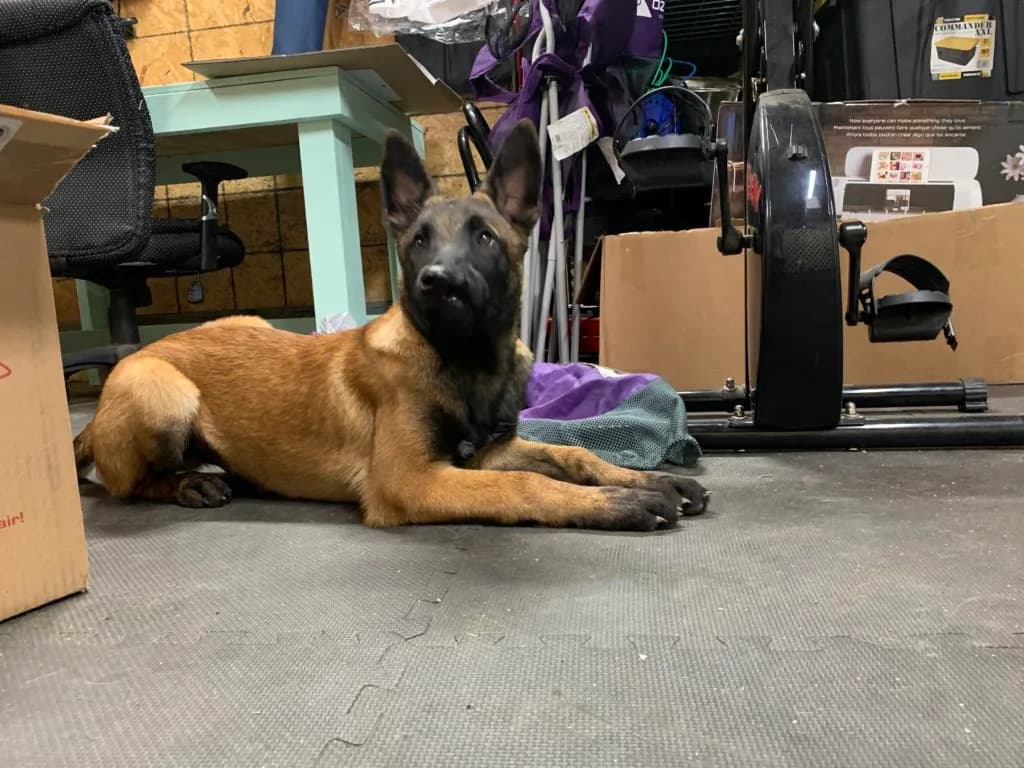 “B” Litter photo 409