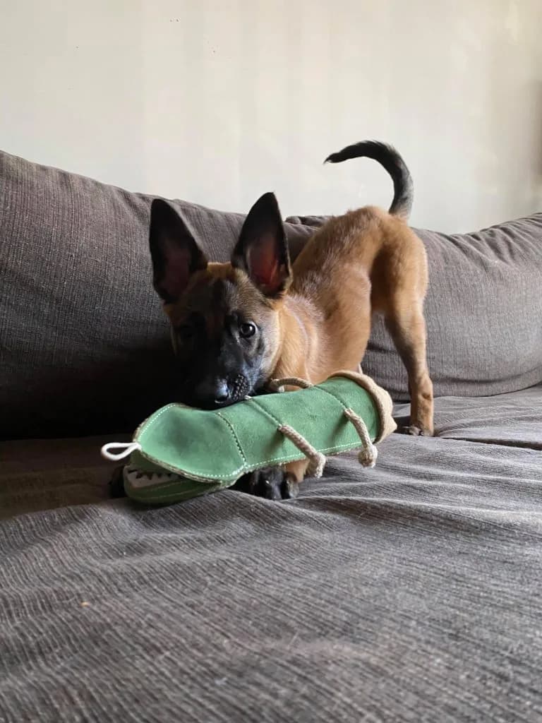 “B” Litter photo 370