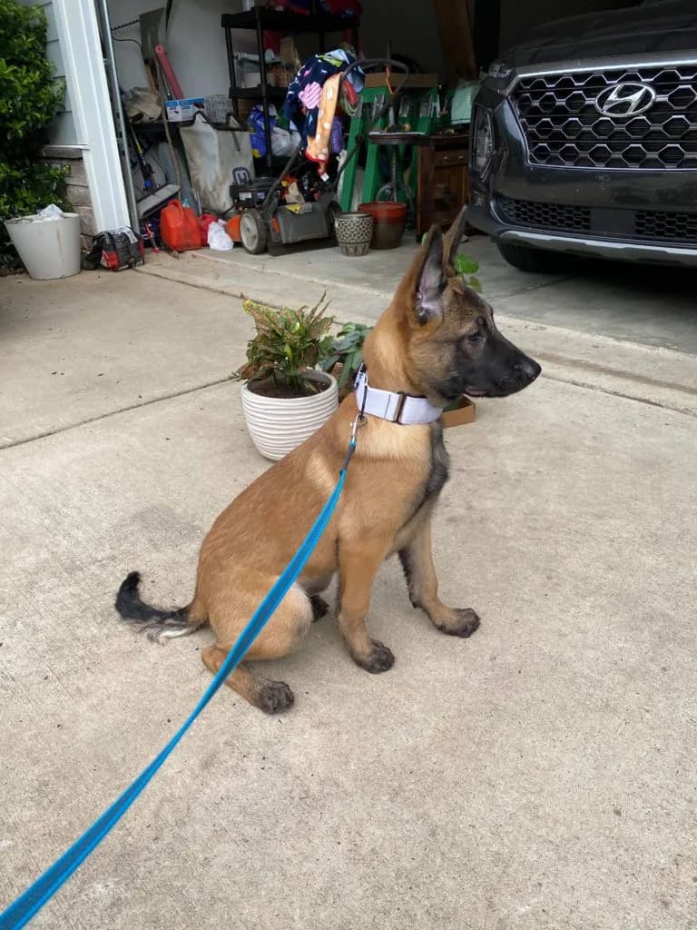 “B” Litter photo 398
